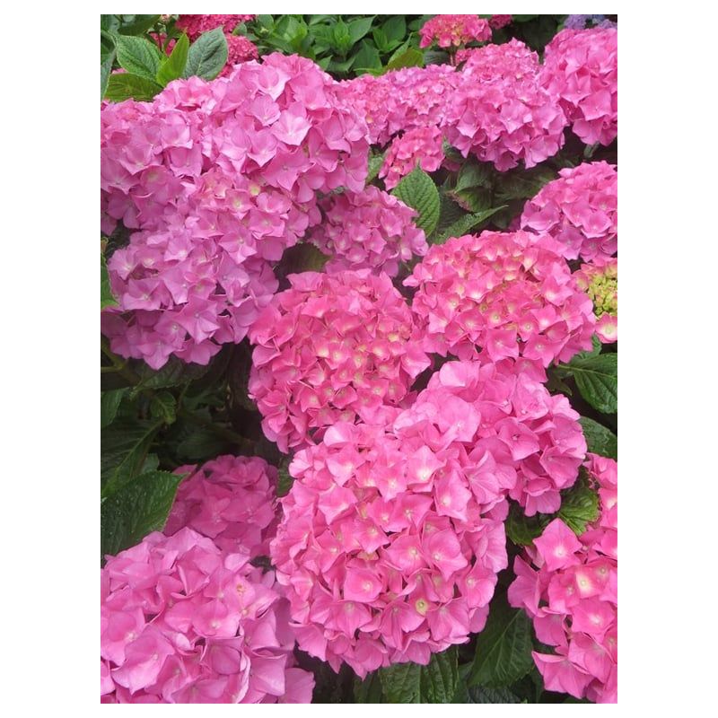 Hydrangea macrophylla roze