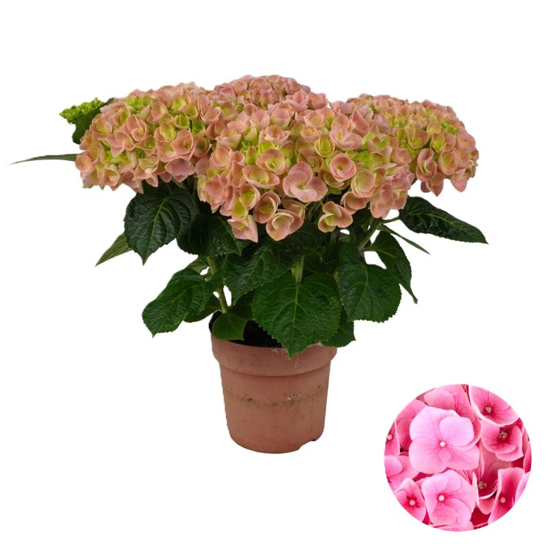 Hydrangea macrophylla roze