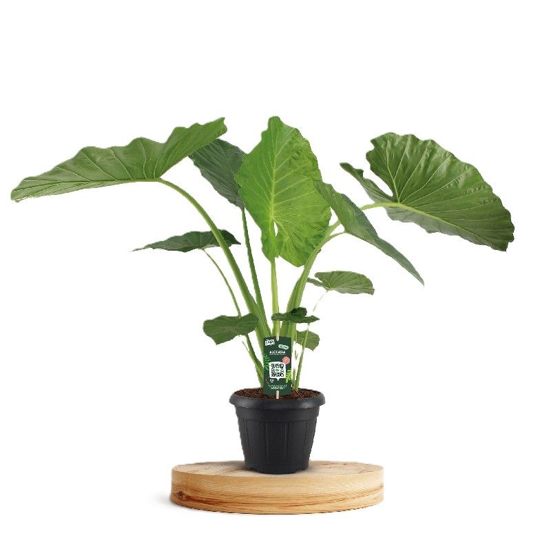 Alocasia macrorrhiza