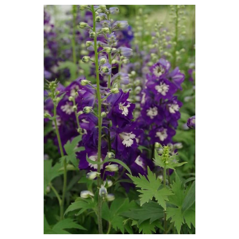 Delphinium Magic Fountains