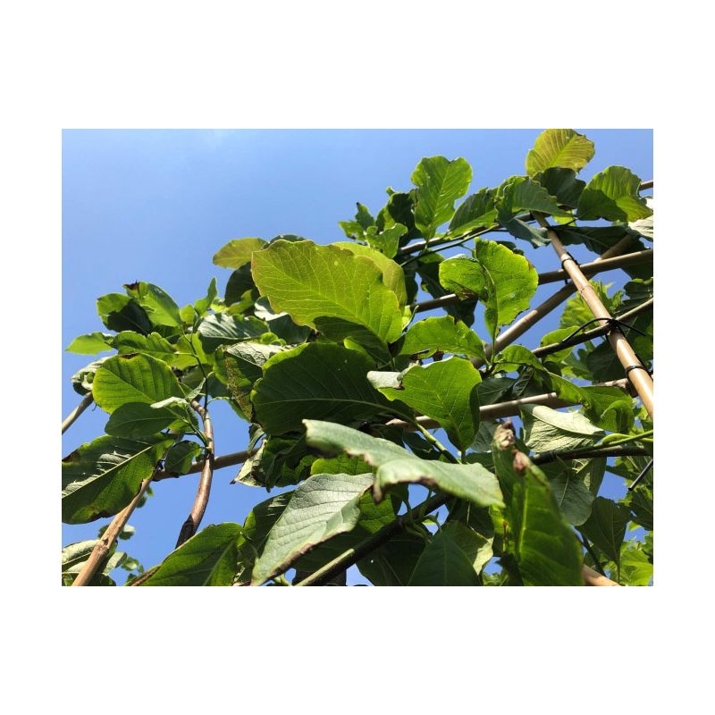 Magnolia Kobus - leiboom