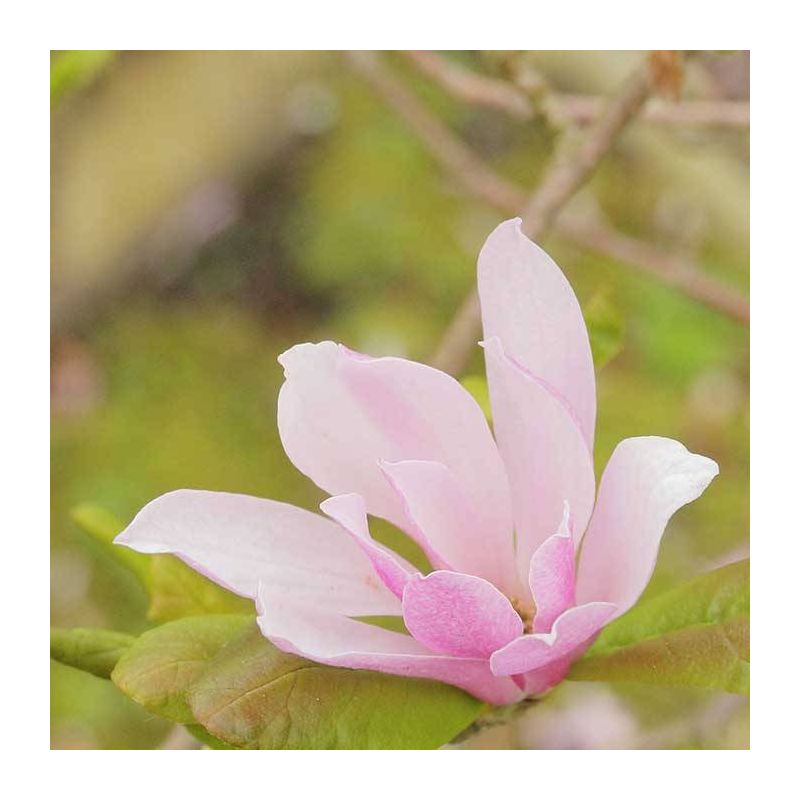 Magnolia Loebneri Leonard Messel