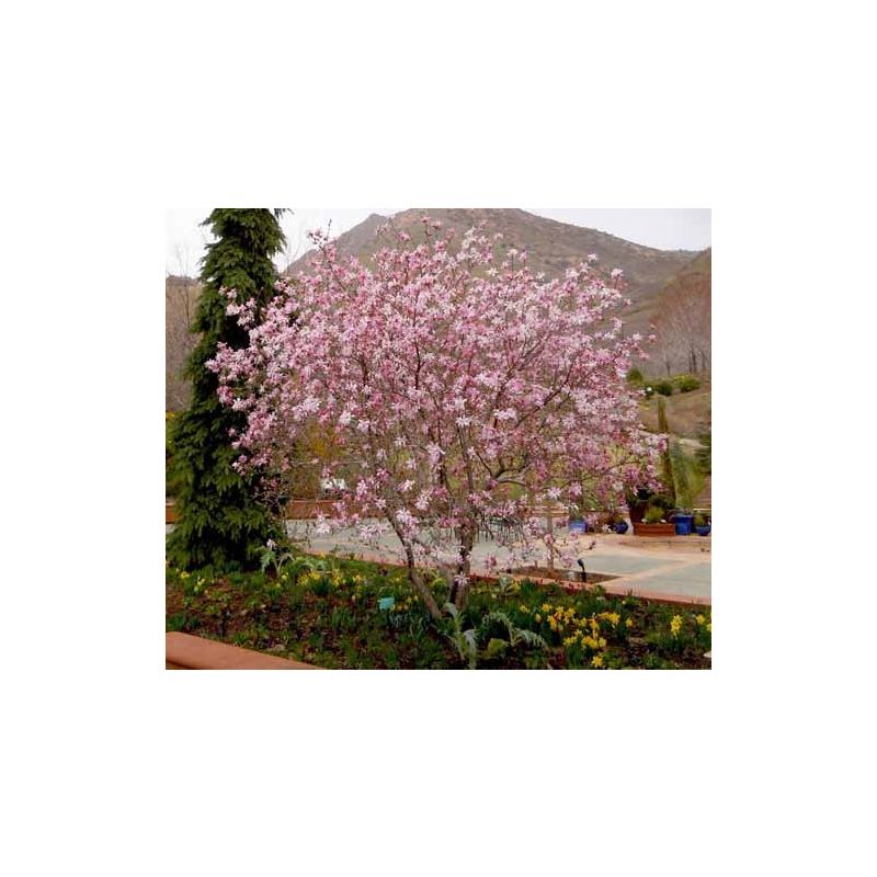 Magnolia loebneri 'Leonard Messel'