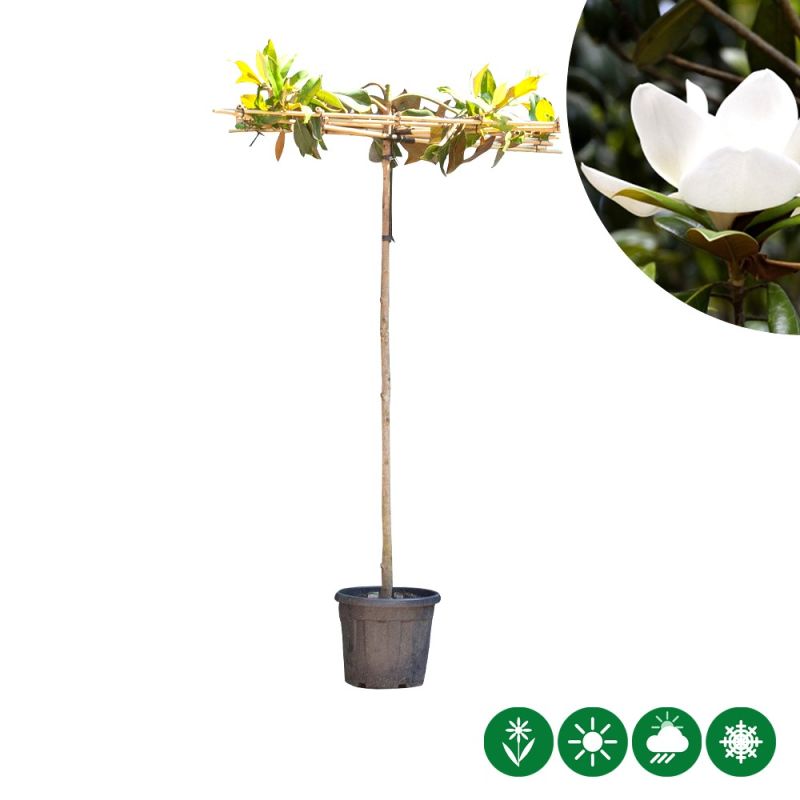 Magnolia grandiflora - vierkant dak