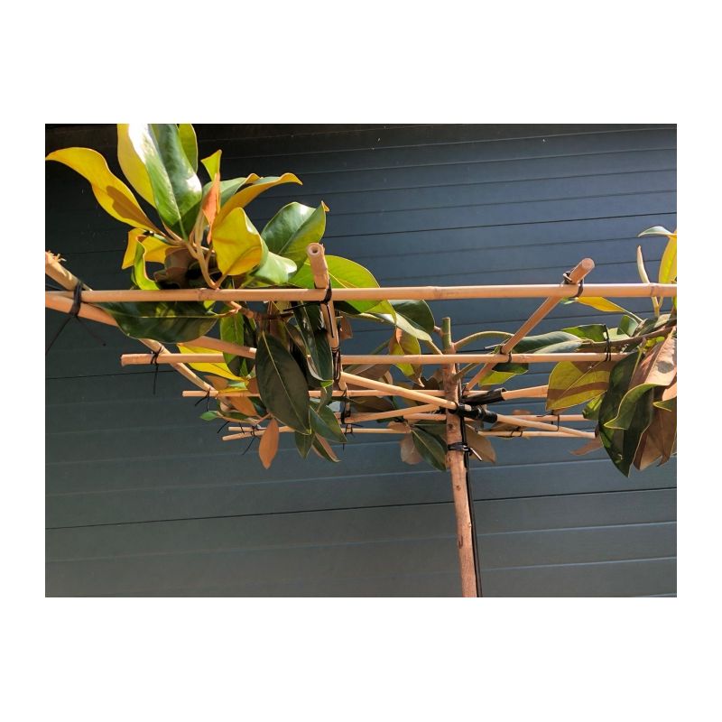 Magnolia grandiflora - vierkant dak