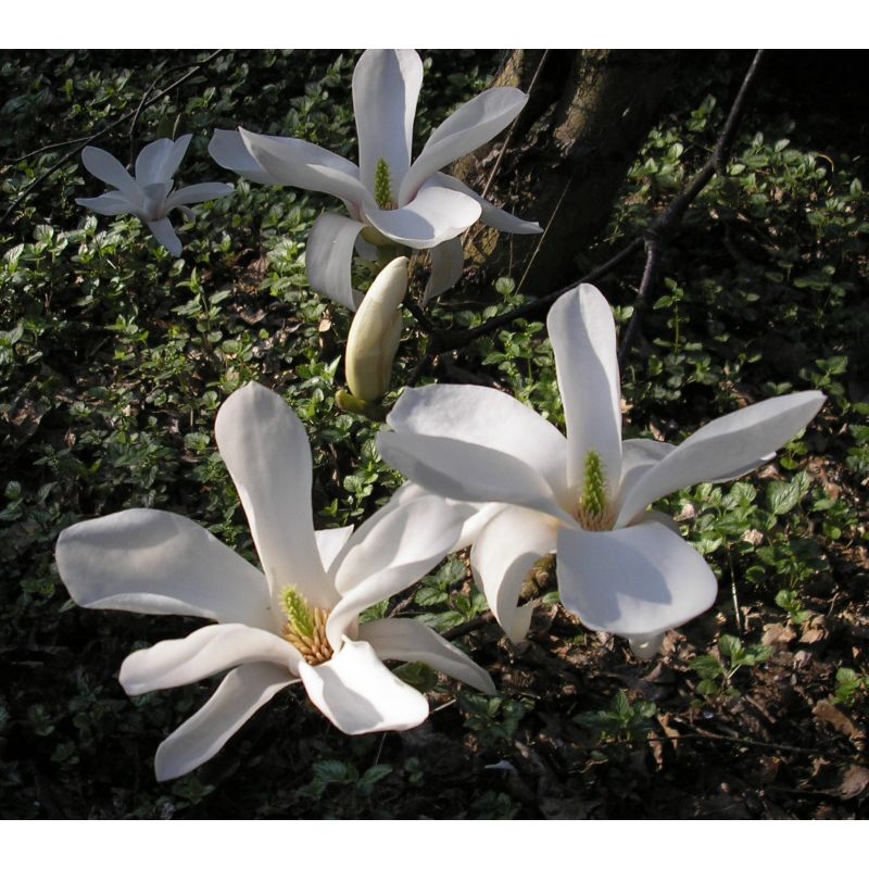 Magnolia Kobus - laagstam