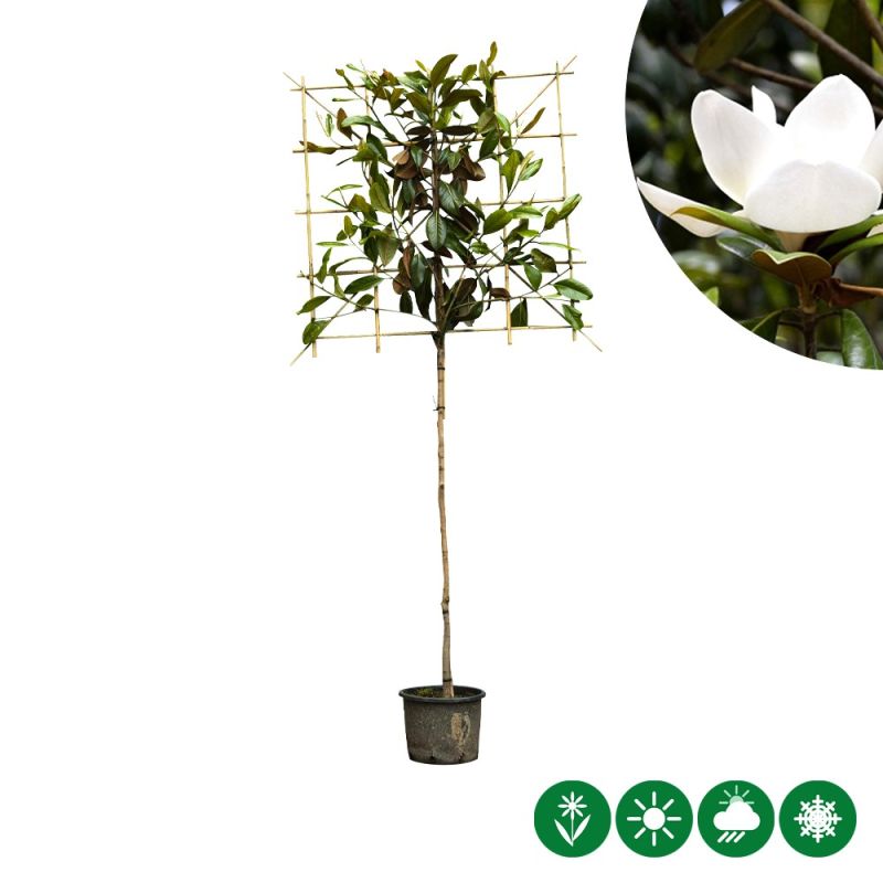 Magnolia grandiflora - leiboom