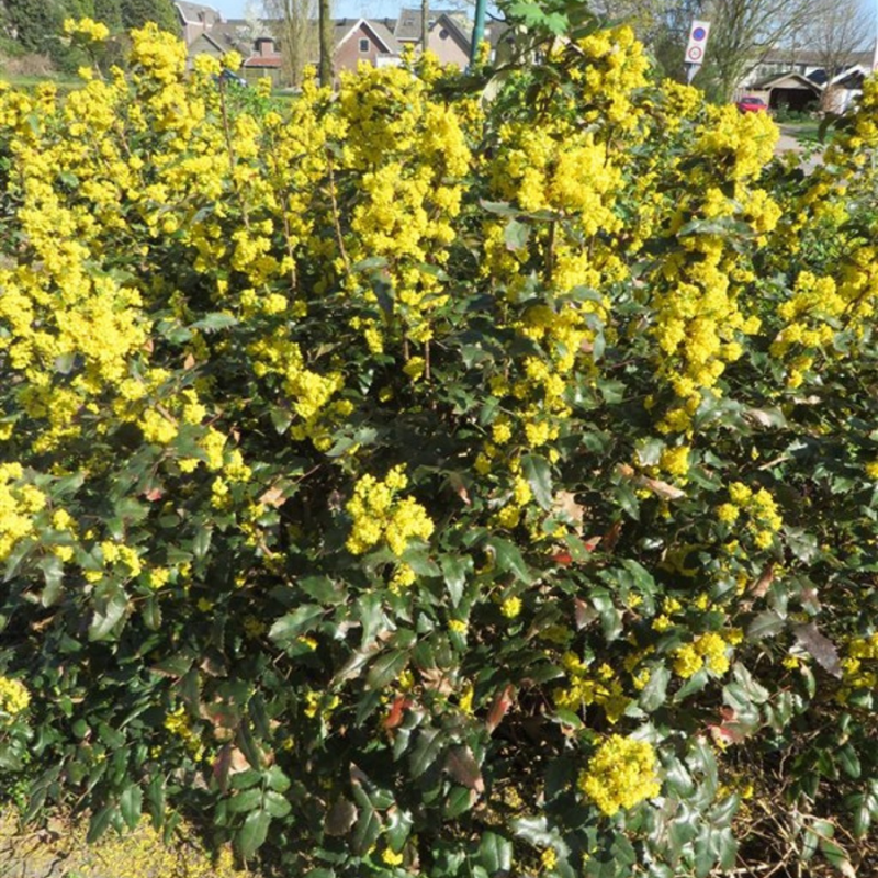 Mahonia aquifolium