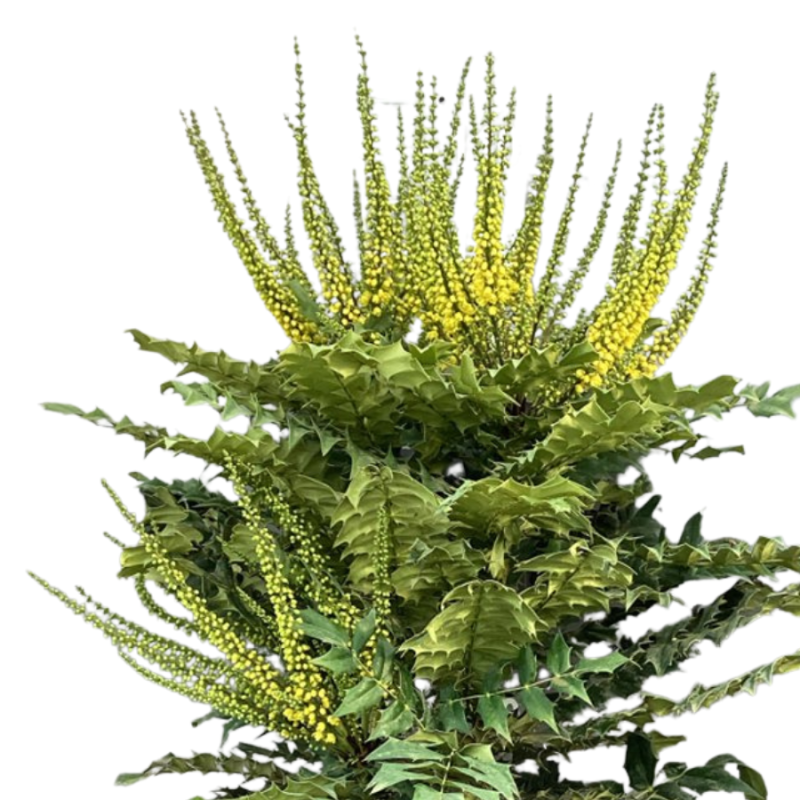 Mahonia Winter Sun 