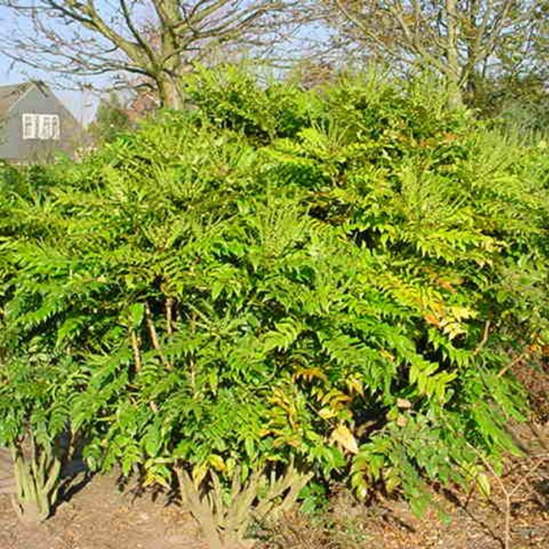 Mahonia Winter Sun 