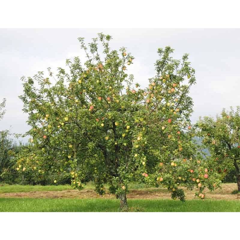 Malus Domestica Elstar 