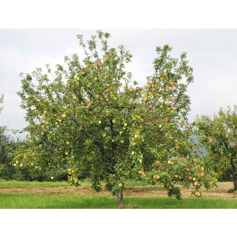 Malus Domestica 'Cox's Orange Pippin' 