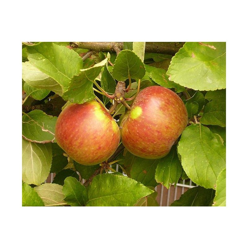 Malus Elstar - oude boom