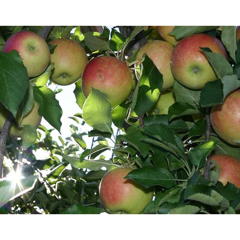Malus Notarisappel - halfstam