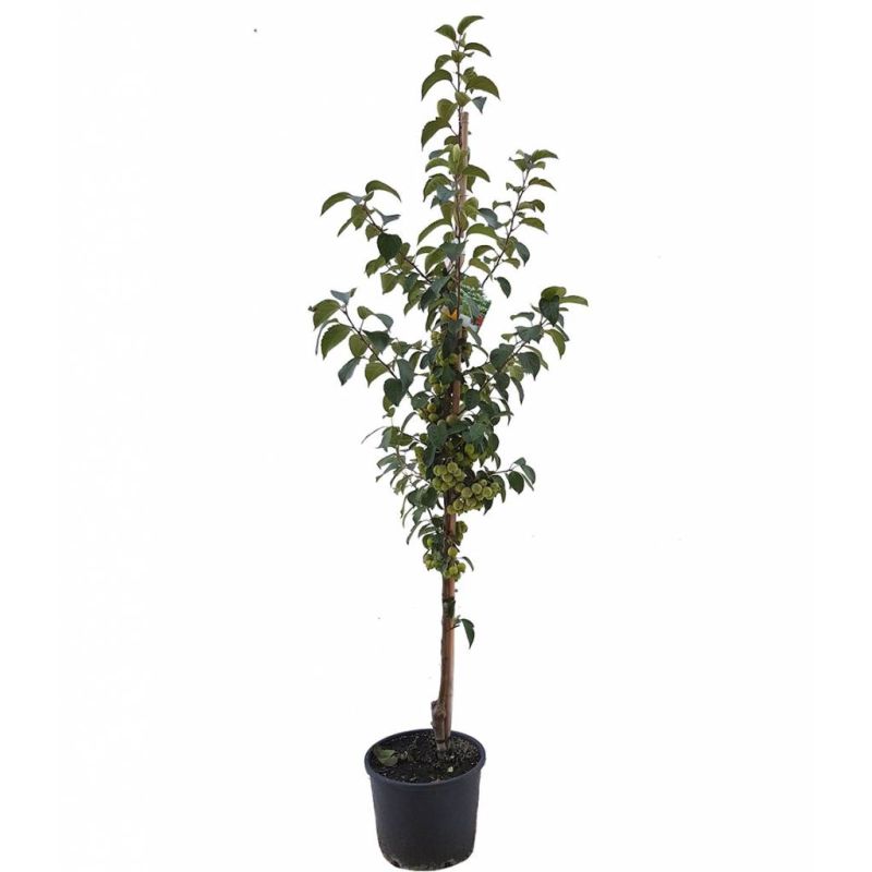 Malus 'Evereste' 
