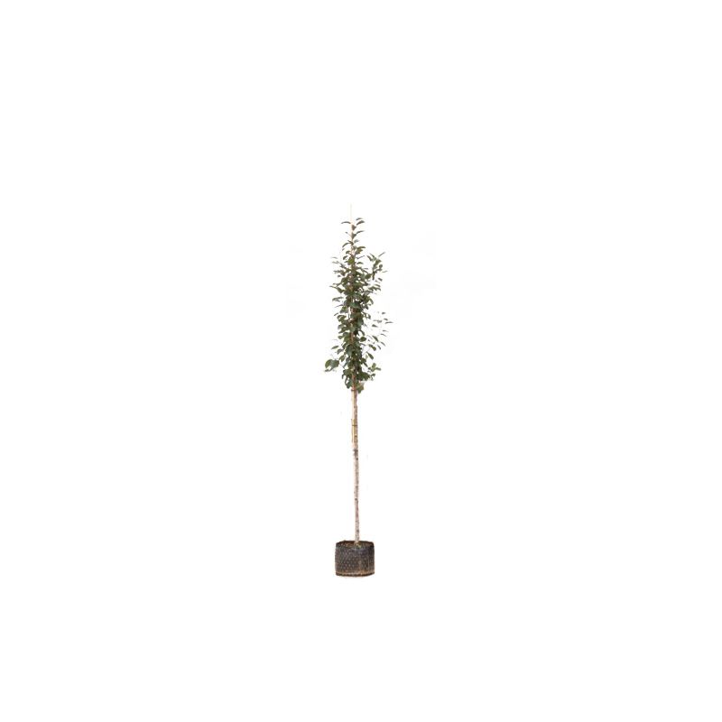 Malus Mokum