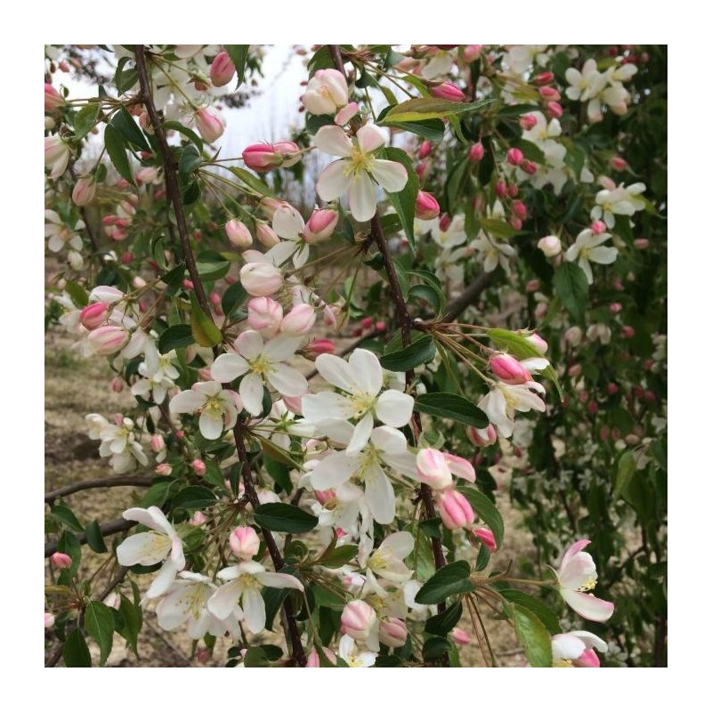 Malus 'Red Jade'