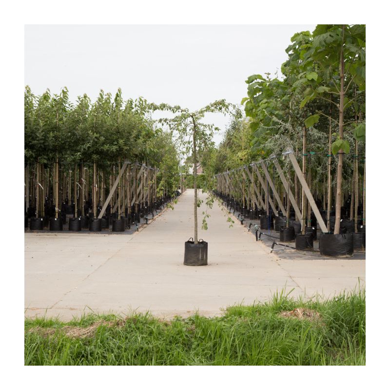 Malus Red Jade