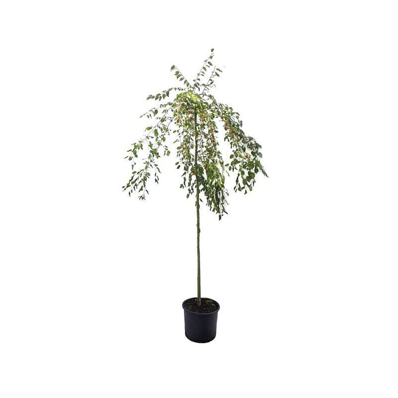 Malus Red Jade