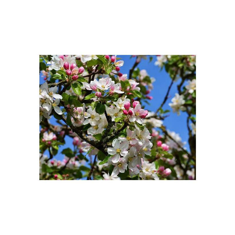 Malus Red Sentinel