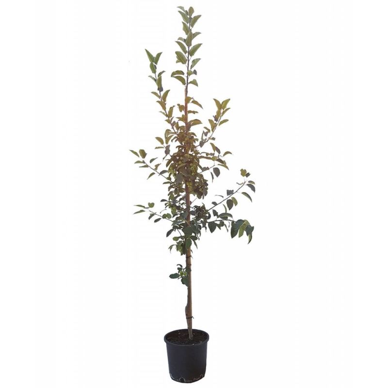 Malus Red Sentinel
