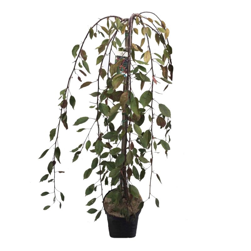 Malus Royal Beauty