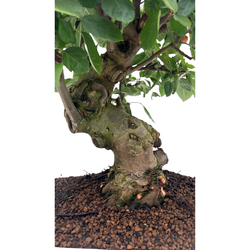 Malus domestica - bonsai