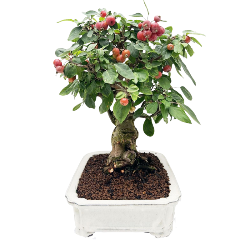 Malus domestica - bonsai