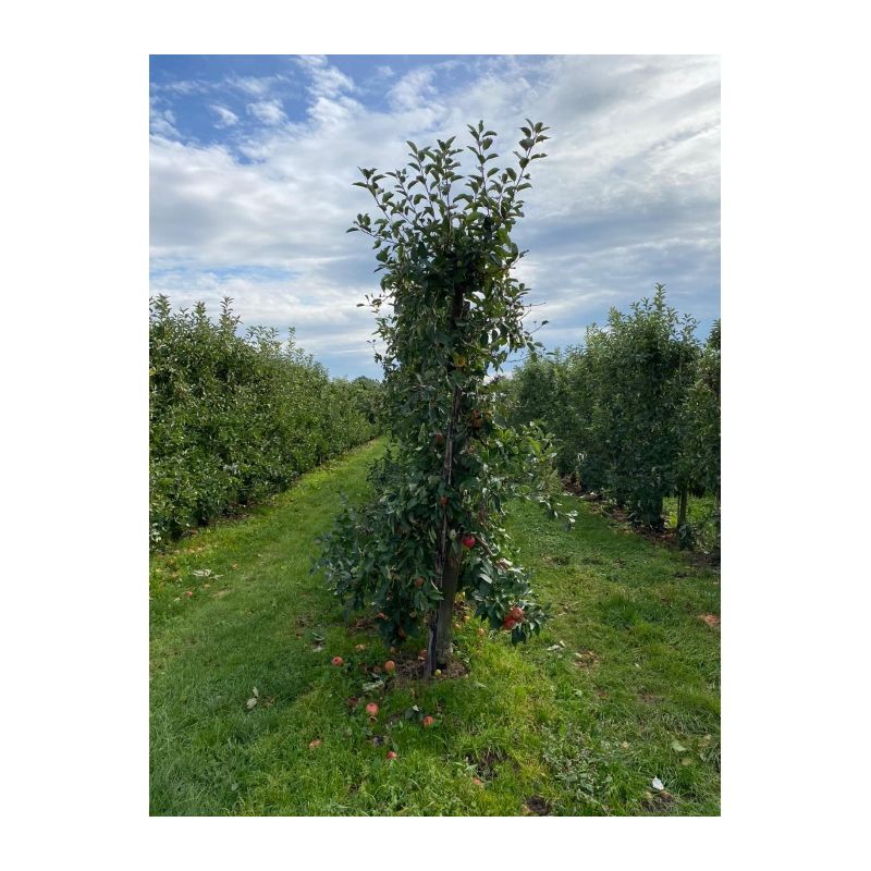 Malus Elstar - oude boom