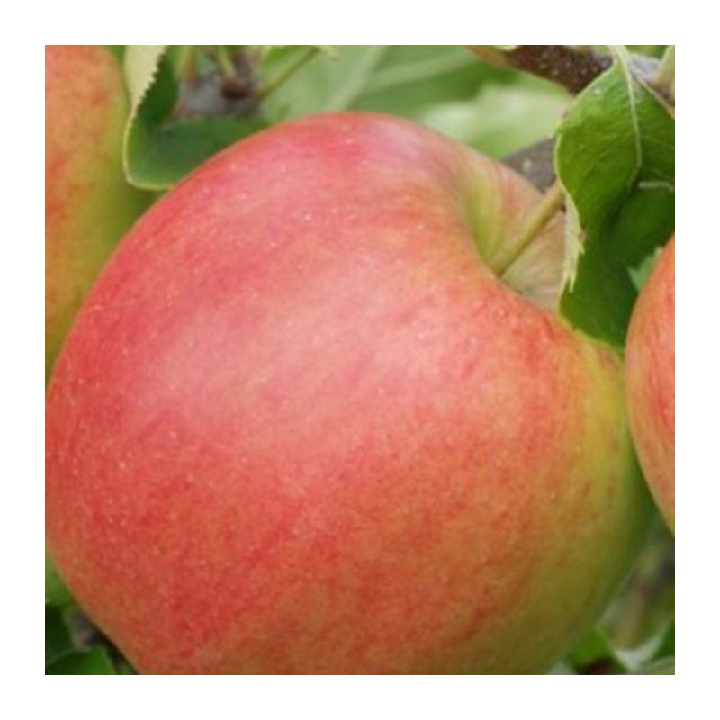 Malus Domestica Jonagold 