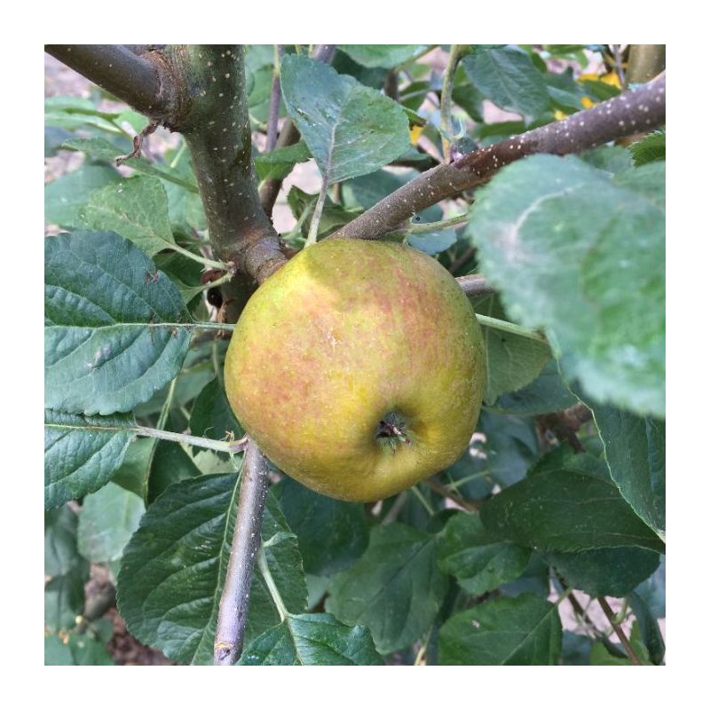 Malus Domestica 'Schone van Boskoop' - leiboom