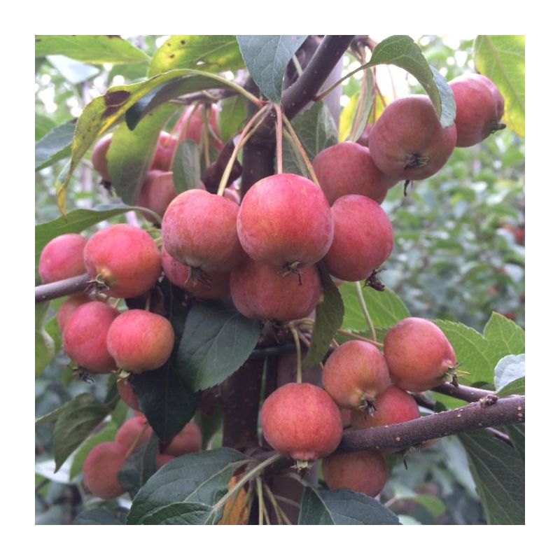 Malus 'Evereste' 