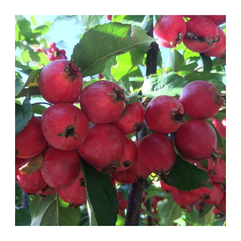 Malus 'Red Sentinel' - leiboom