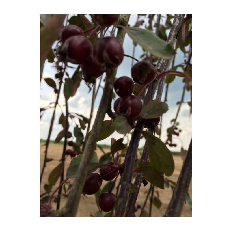 Malus Royal Beauty
