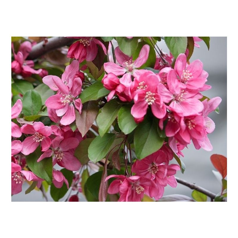 Malus Royal Beauty