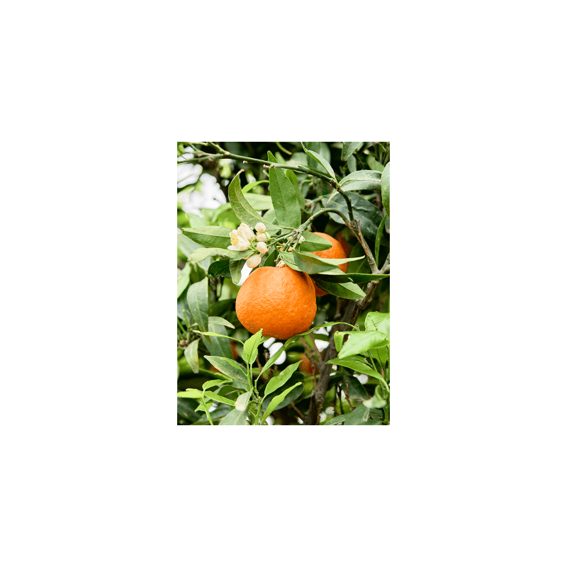 Citrus Mandarino
