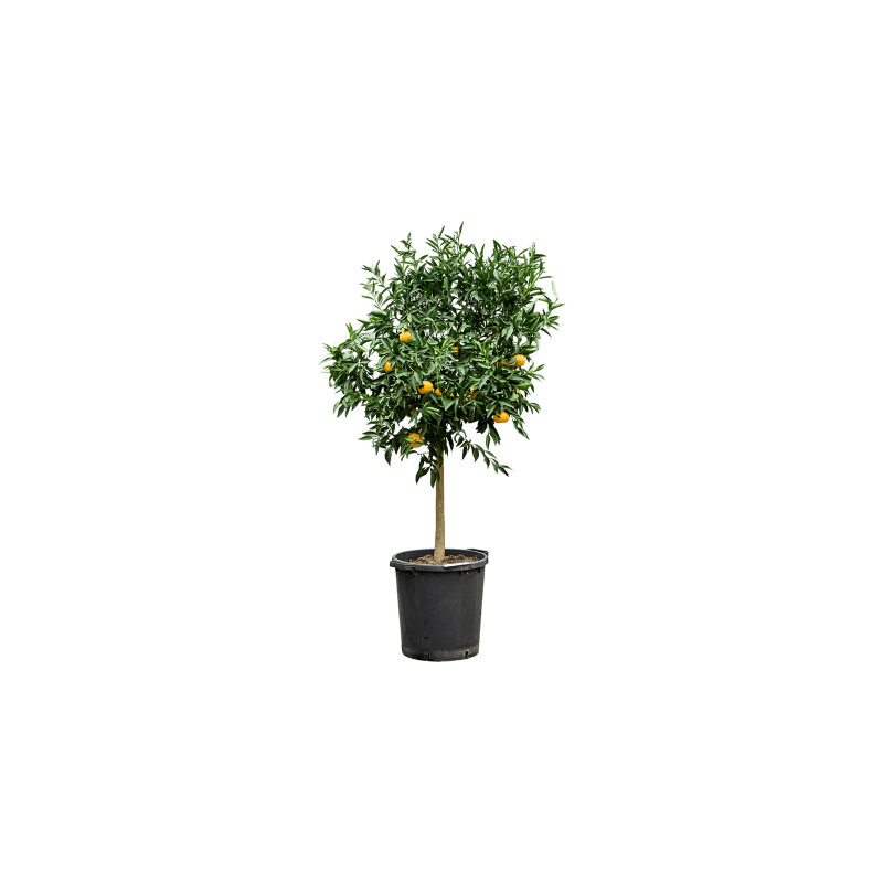 Citrus Mandarino
