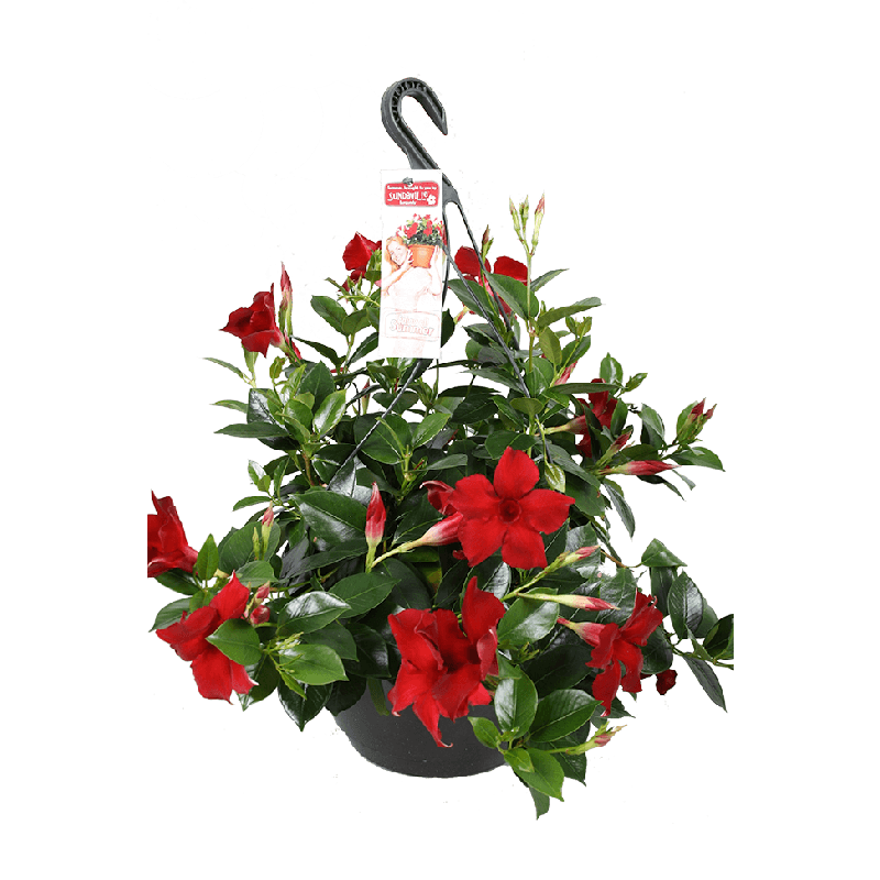 Mandevilla hanger rood