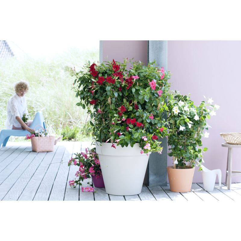 Mandevilla wit
