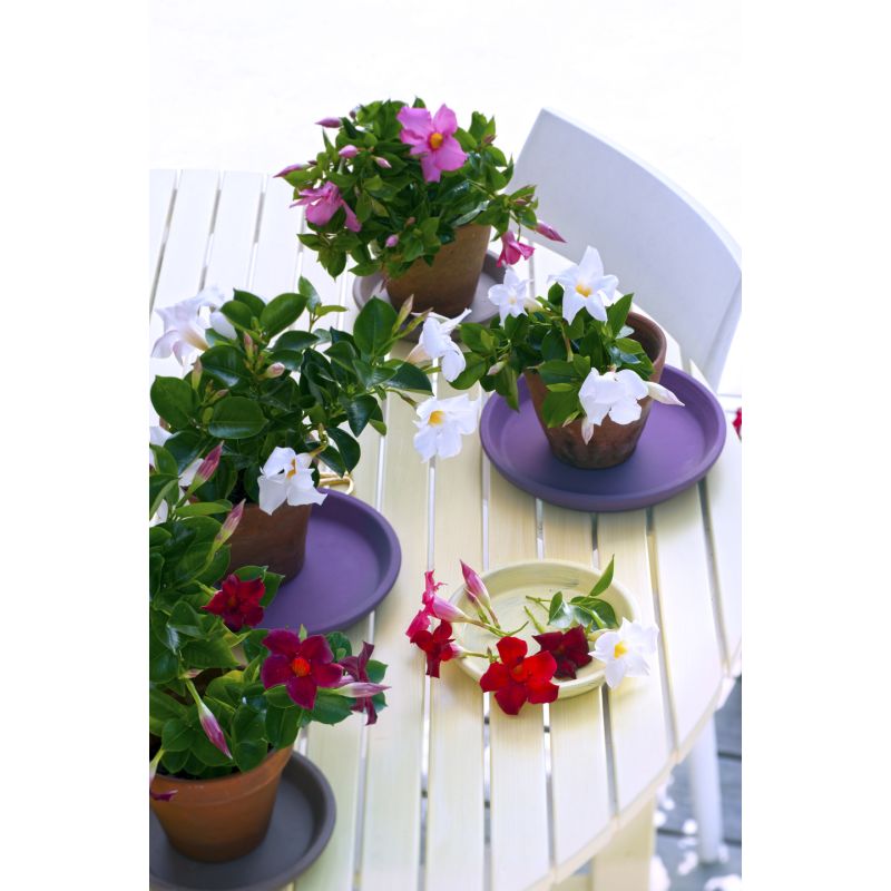 Mandevilla hanger wit