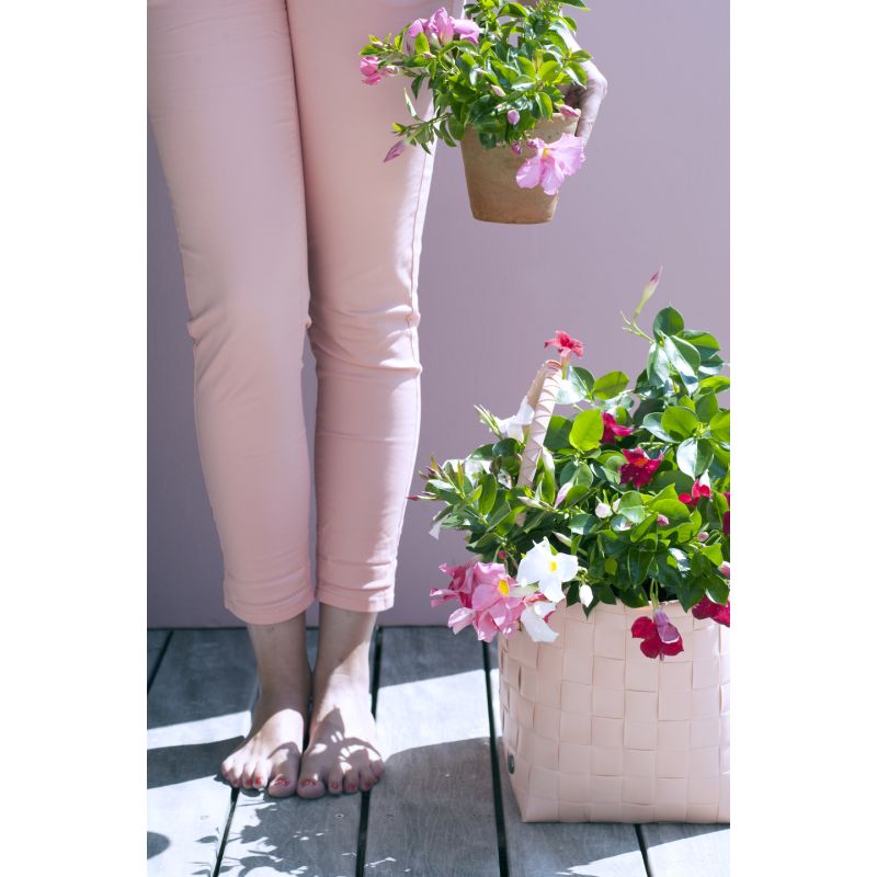 Mandevilla hanger rood