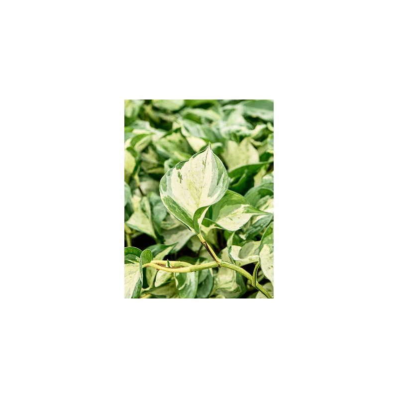 Scindapsus Manjula Variegata