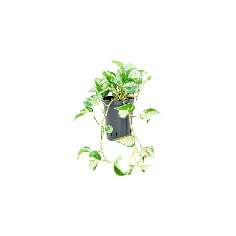 Scindapsus Manjula Variegata