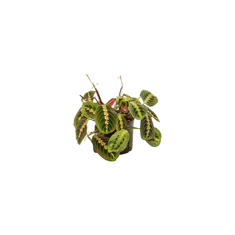 Maranta Tricolor