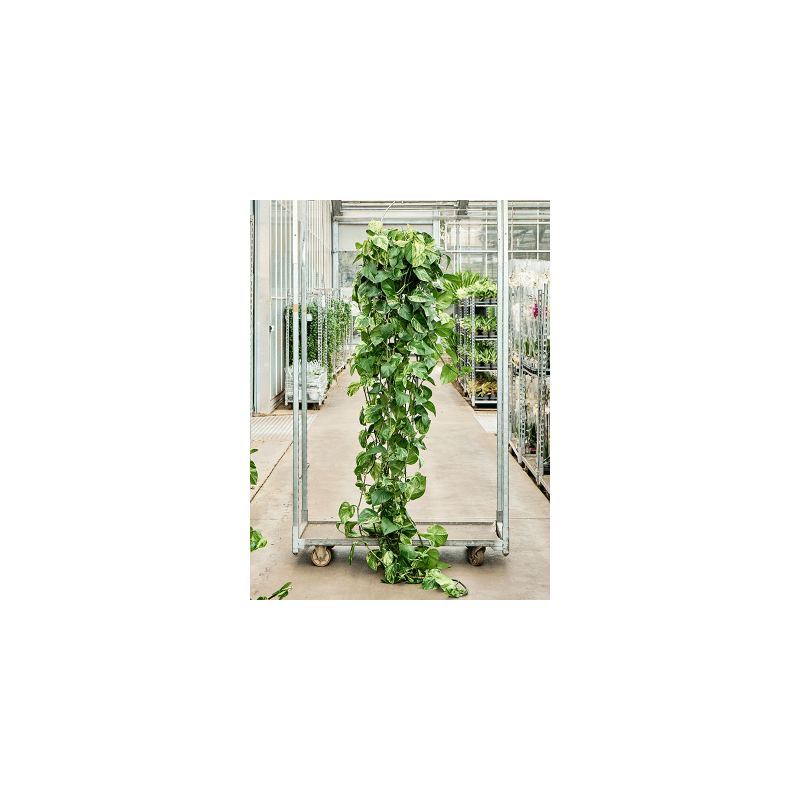 Scindapsus Marble Queen XXL
