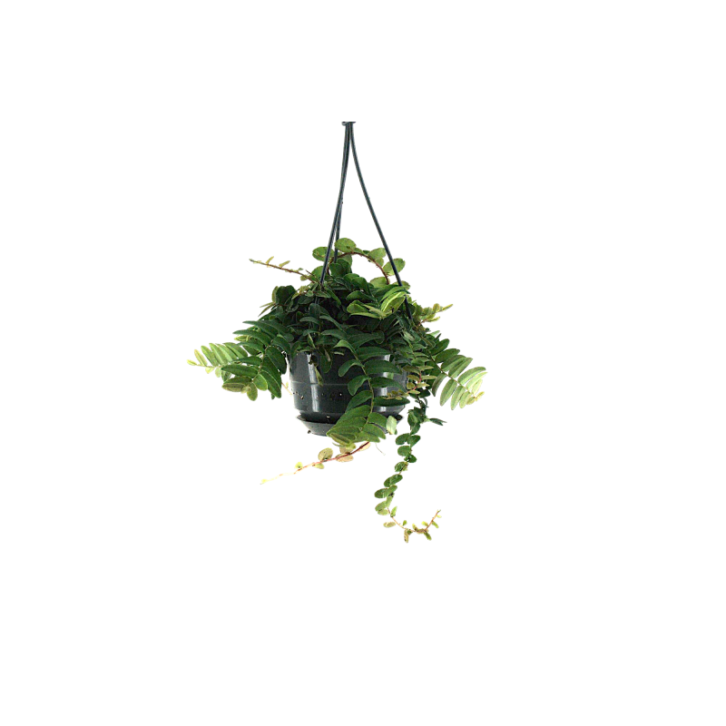 Marcgravia Umbellata