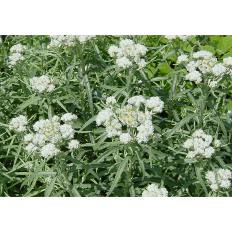 Anaphalis margaritacea