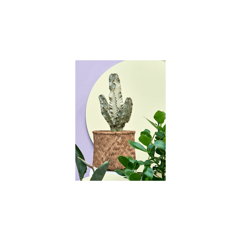 Euphorbia marmorata