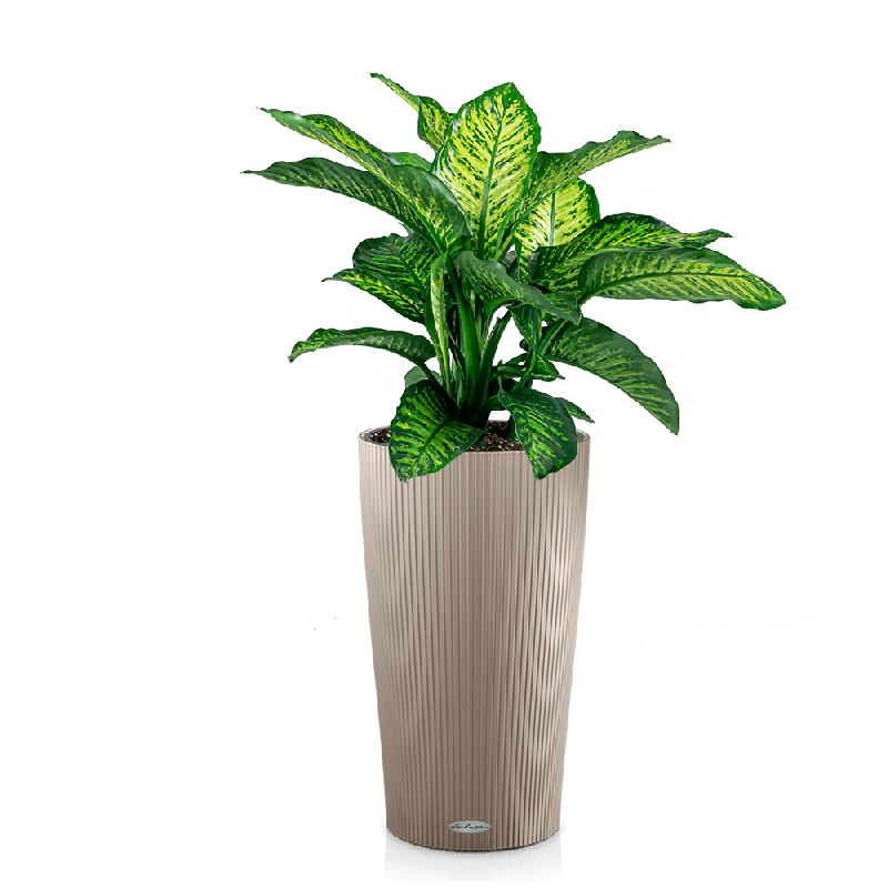 Dieffenbachia Maroba in watergevende Cilindro taupe