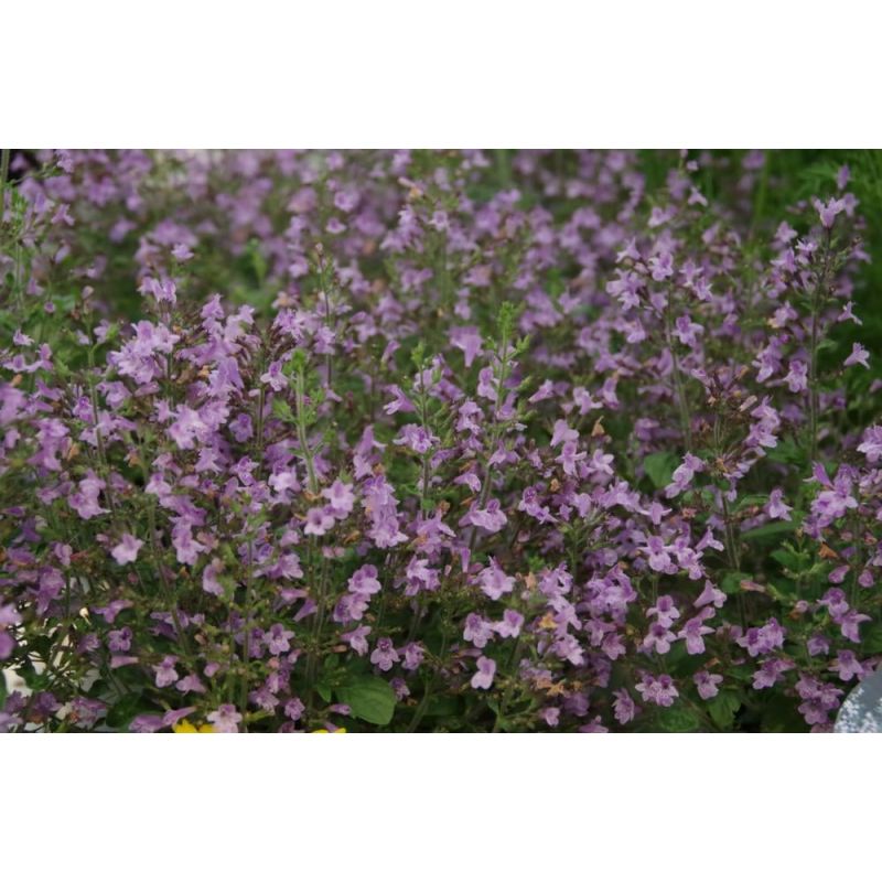 Calamintha Marvelette Blue